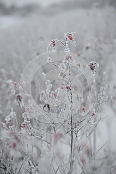 Dogrose covered by hoarfrost