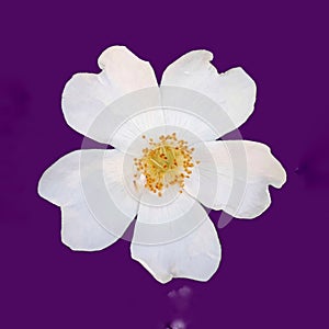 dogrose flower