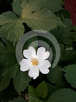 dogrose flowers spring