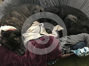 Dogs 2 papasan 1495