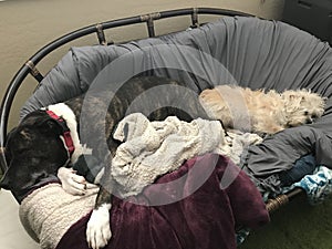 Dogs 2 papasan 1501