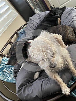 Dogs 3 papasan 0596