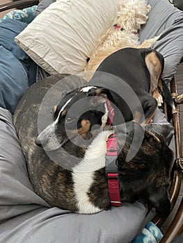 Dogs 3 papasan 0745