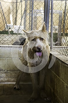 Abandoned and caged dogs