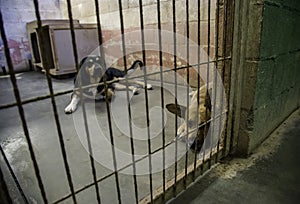 Abandoned and caged dogs