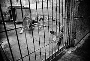 Abandoned and caged dogs