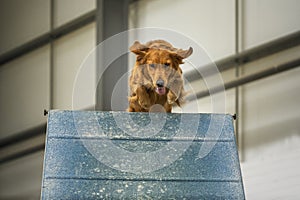 Dogs in action - Golden Retriever agility jumping over an obstacle