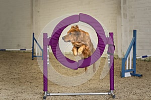 Dogs in action - Golden Retriever agility jumping through a purple hoop ring