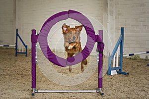 Dogs in action - Golden Retriever agility jumping through a purple hoop ring