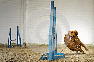 Dogs in action - Golden Retriever agility running left