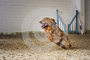 Dogs in action - Golden Retriever agility running left