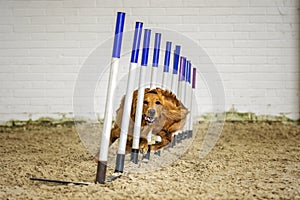 Dogs in action - Golden Retriever agility running the weave