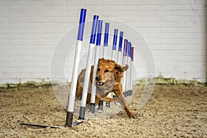 Dogs in action - Golden Retriever agility running the weave