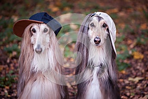 Dogs, Afghan hounds as teenagers, rappers.