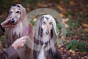 Dogs, Afghan hounds as teenagers, rappers.