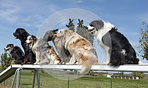 Dogs in agility