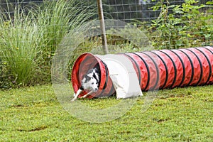 Dogs in an Agility Competition