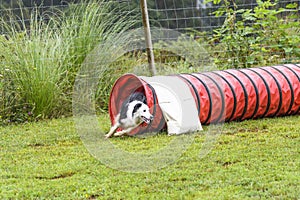 Dogs in an Agility Competition