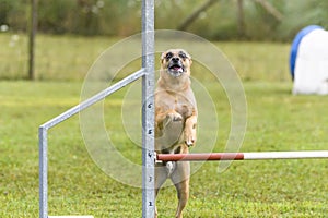 Dogs in an Agility Competition