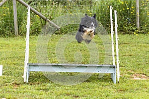 Dogs in an Agility Competition