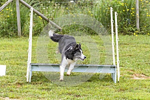 Dogs in an Agility Competition