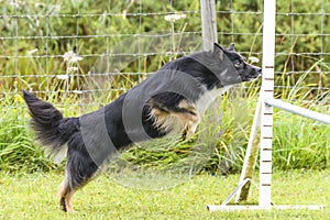 Dogs in an Agility Competition