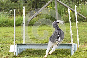 Dogs in an Agility Competition