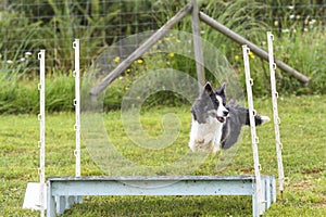 Dogs in an Agility Competition