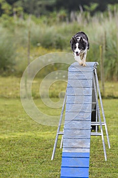 Dogs in an Agility Competition