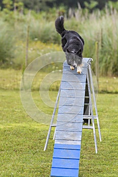 Dogs in an Agility Competition