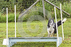 Dogs in an Agility Competition
