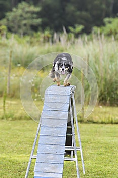 Dogs in an Agility Competition