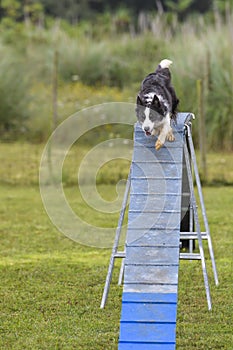 Dogs in an Agility Competition