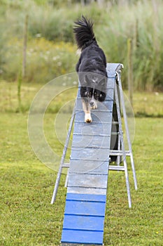 Dogs in an Agility Competition