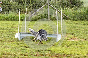 Dogs in an Agility Competition