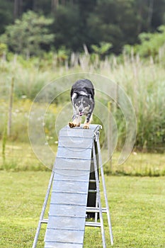 Dogs in an Agility Competition