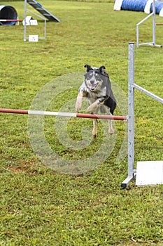 Dogs in an Agility Competition