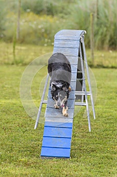 Dogs in an Agility Competition