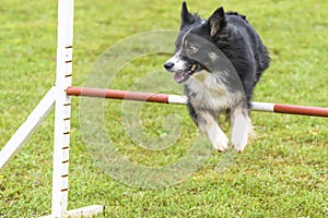 Dogs in an Agility Competition