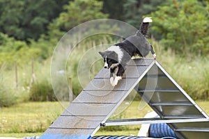 Dogs in an Agility Competition