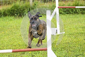 Dogs in an Agility Competition