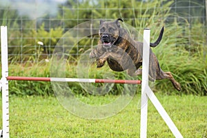 Dogs in an Agility Competition