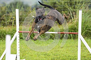 Dogs in an Agility Competition