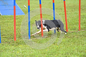 Dogs in an Agility Competition