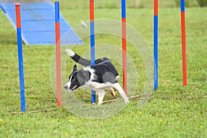 Dogs in an Agility Competition