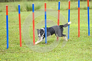 Dogs in an Agility Competition