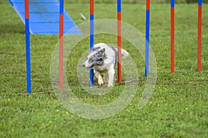 Dogs in an Agility Competition