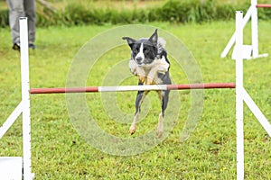 Dogs in an Agility Competition