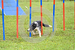 Dogs in an Agility Competition