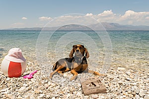 Dogs allowed on beach. A funny looking portrait with a dog wearing sunglasses reading the news.